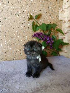 Чистокровні шотландські кошенята