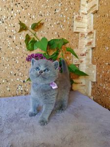 Чистокровні шотландські кошенята