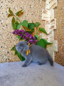 Чистокровні шотландські кошенята