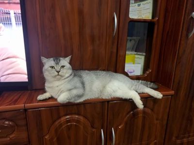 Чистокровні шотландські кошенята