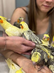 Совершенно ручные кореллы