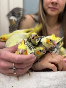 Совершенно ручные кореллы