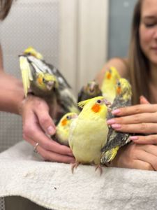 Совершенно ручные кореллы