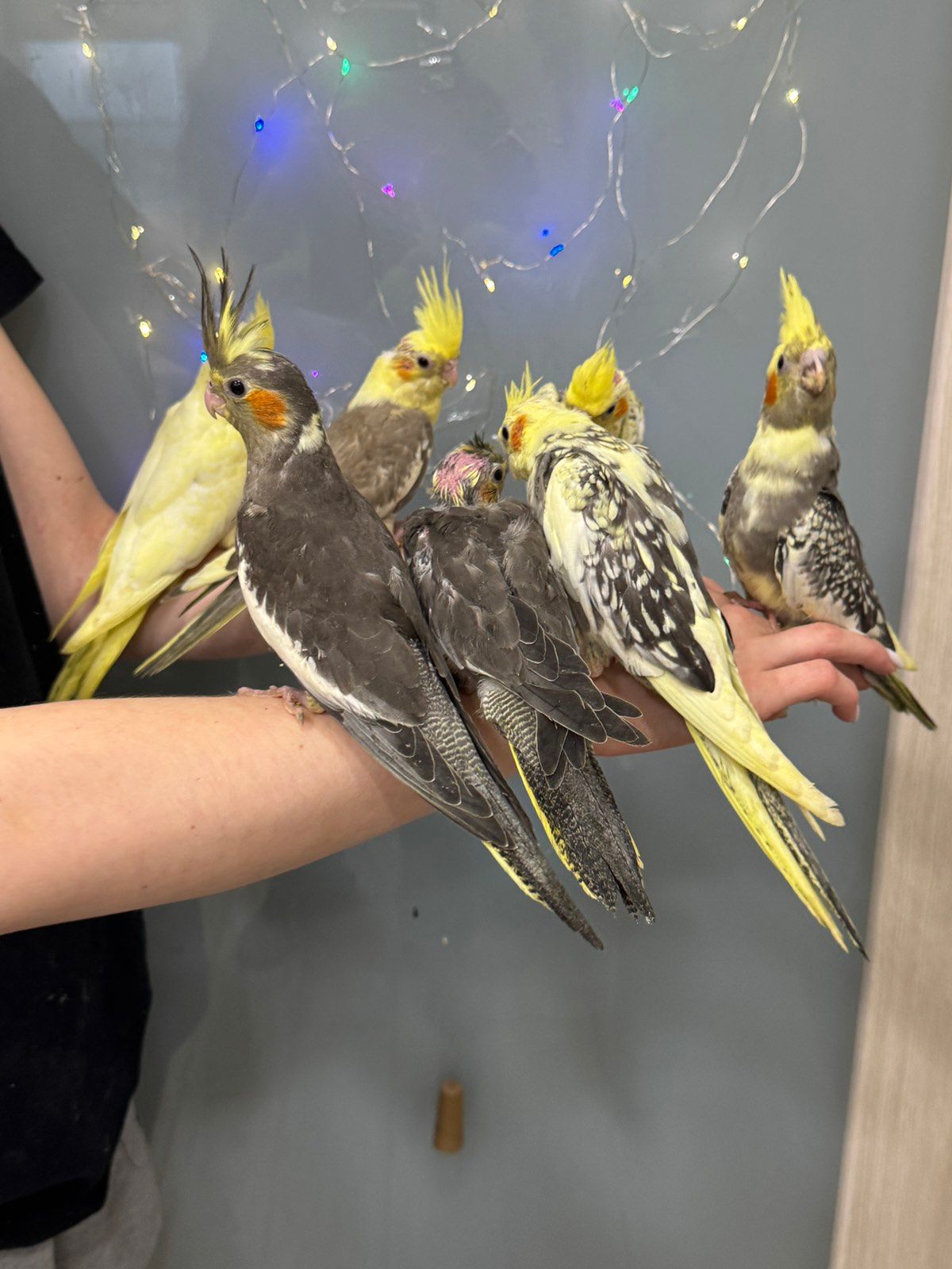Совершенно ручные кореллы