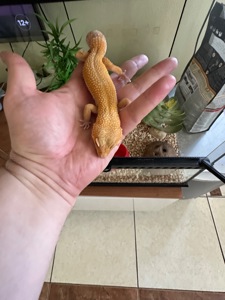 Еублефар