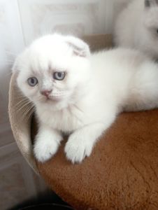 Миловидний Красень Віслоушка