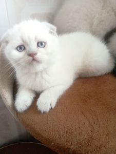 Миловидний Красень Віслоушка