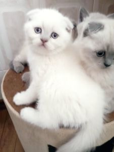 Миловидний Красень Віслоушка
