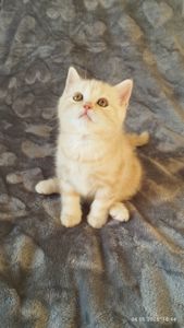 Шотландские мальчики
