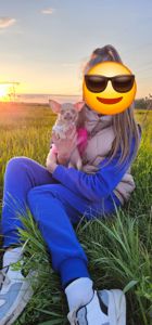 Лилу девочка чихуахуа КСУ