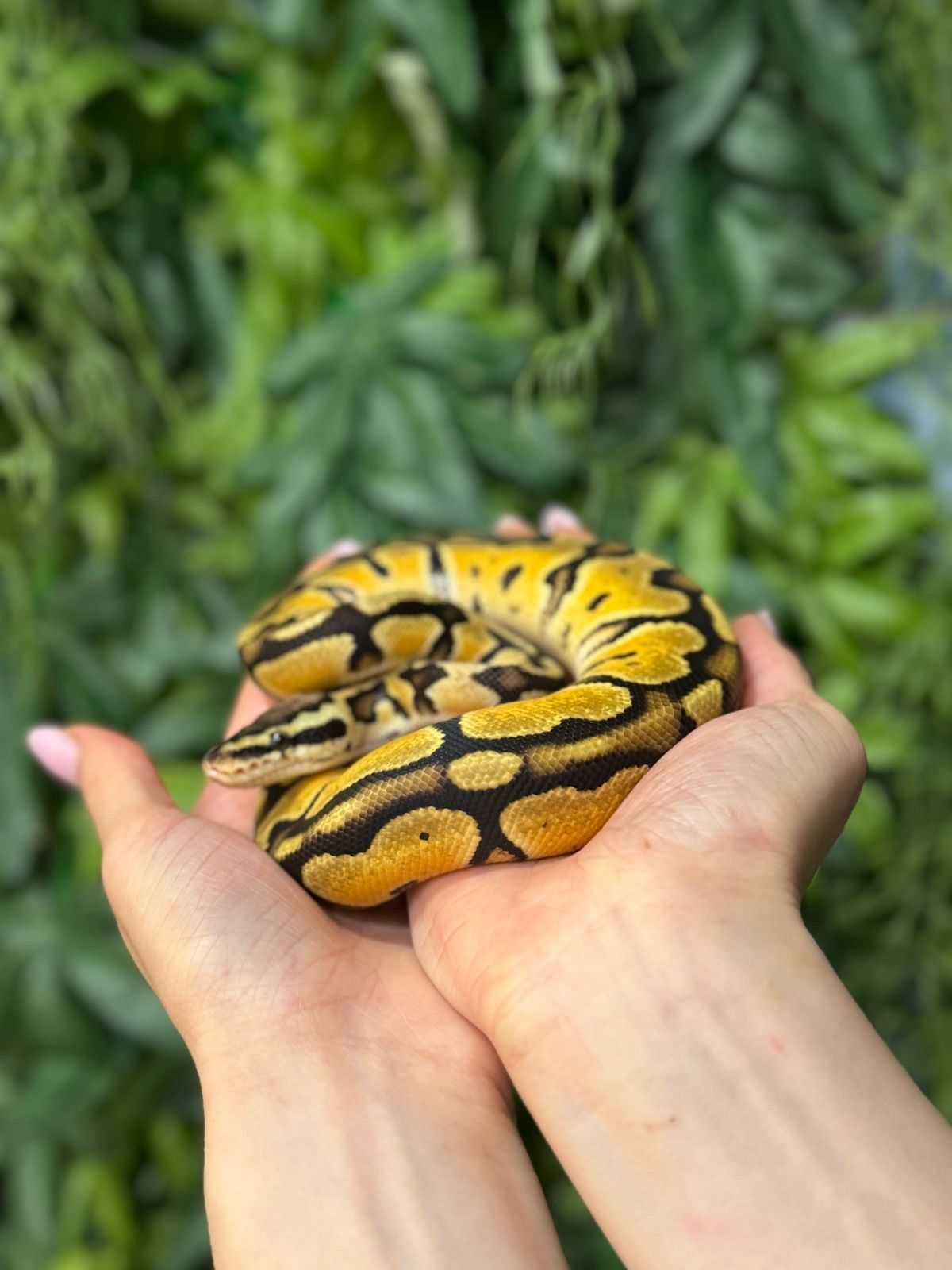 Королівський пітон, регіуси. Королевский питон региус - великий вибір