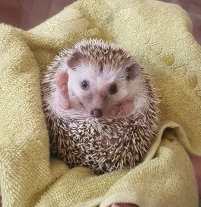Африканський їжачок