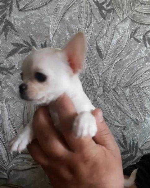 Класнючий хлопчик чистокровного чихуахуа