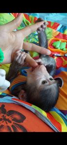 Мальчишка Макаки. Бабуин. Семейства Гамадриловых