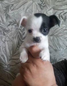 Продається класнючий хлопчик чихуахуа