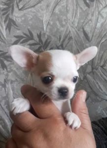Класнючий хлопчик чистокровного чихуахуа