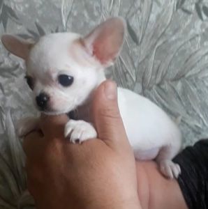 Класнючий хлопчик чистокровного чихуахуа