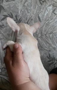 Класнючий хлопчик чистокровного чихуахуа