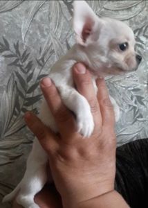 Класнючий хлопчик чистокровного чихуахуа
