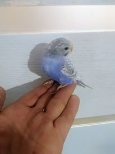 Хвільасьтий