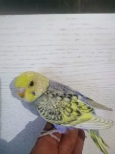 Хвільасьтий