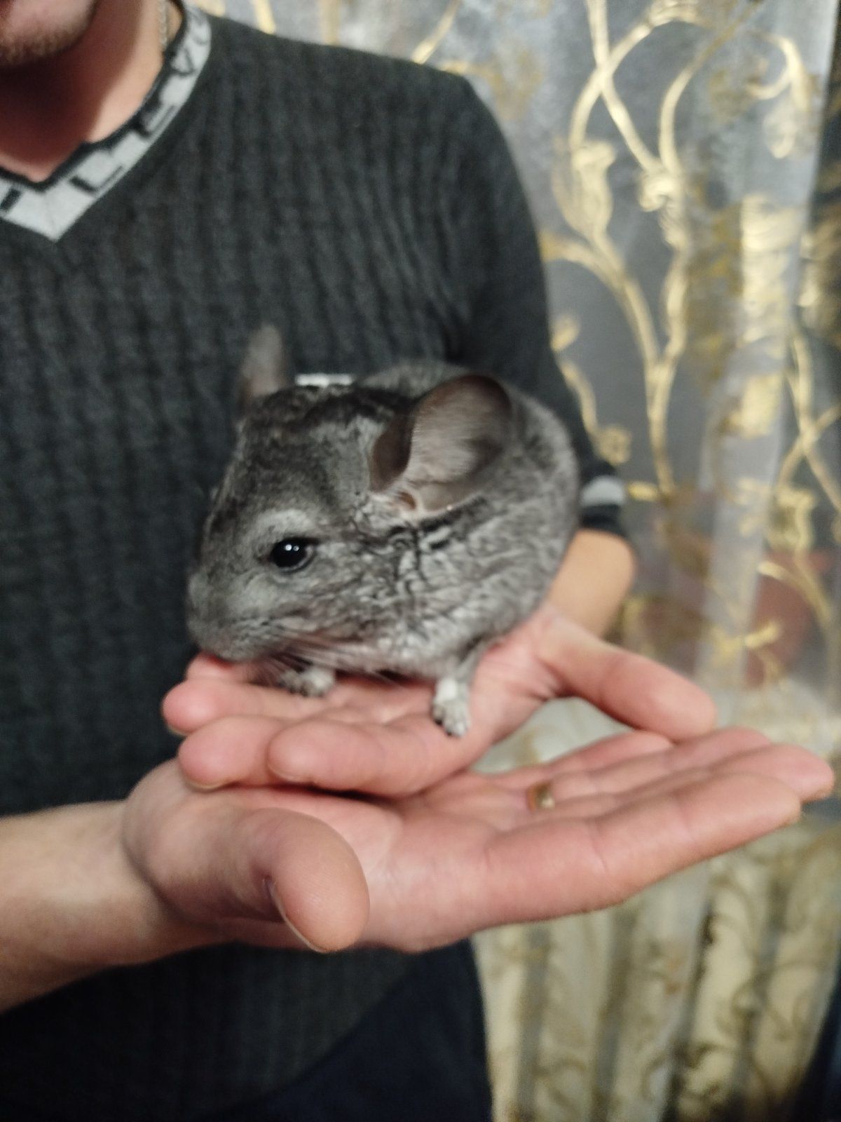 Шиншила
