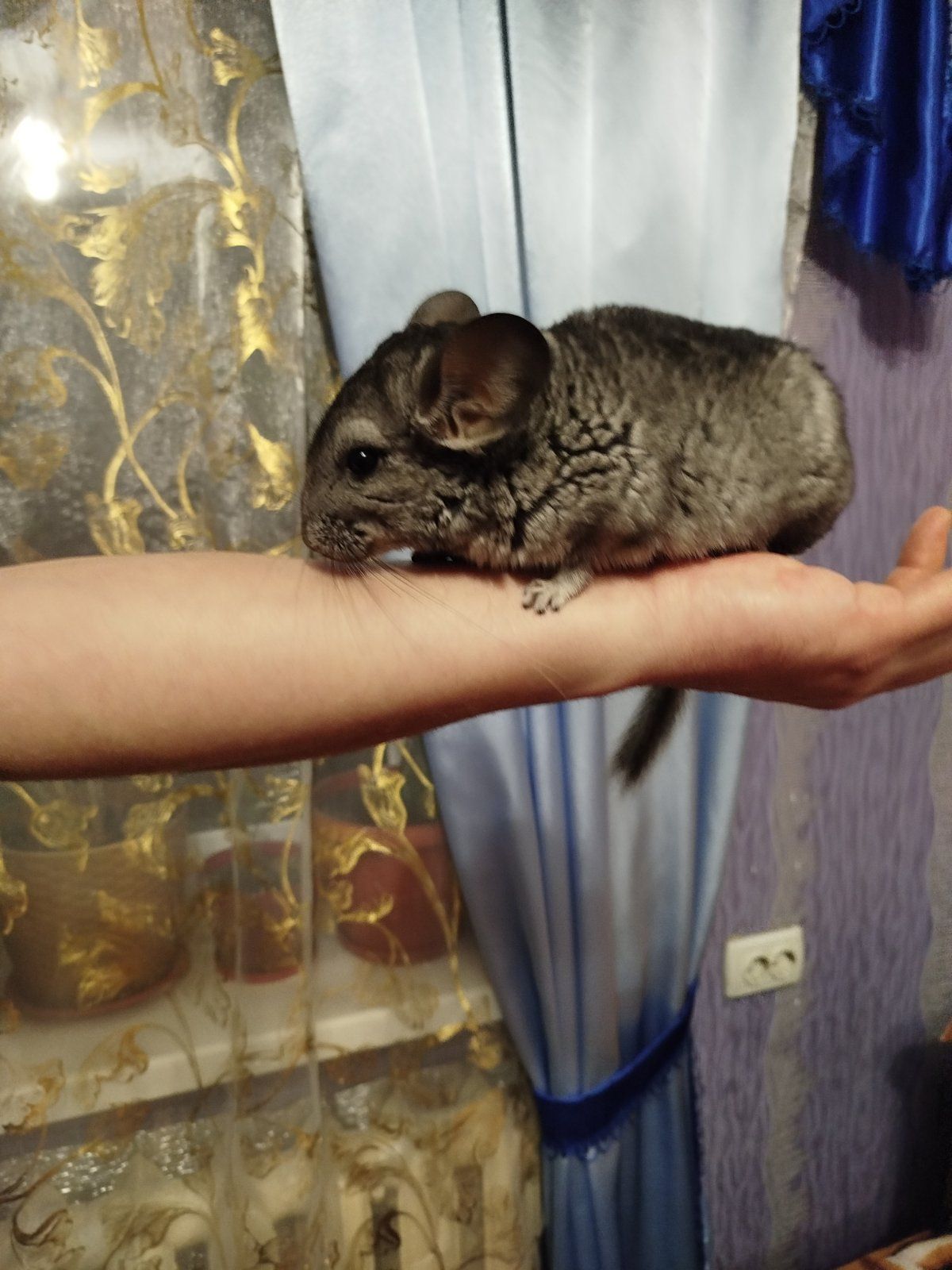 Шиншила