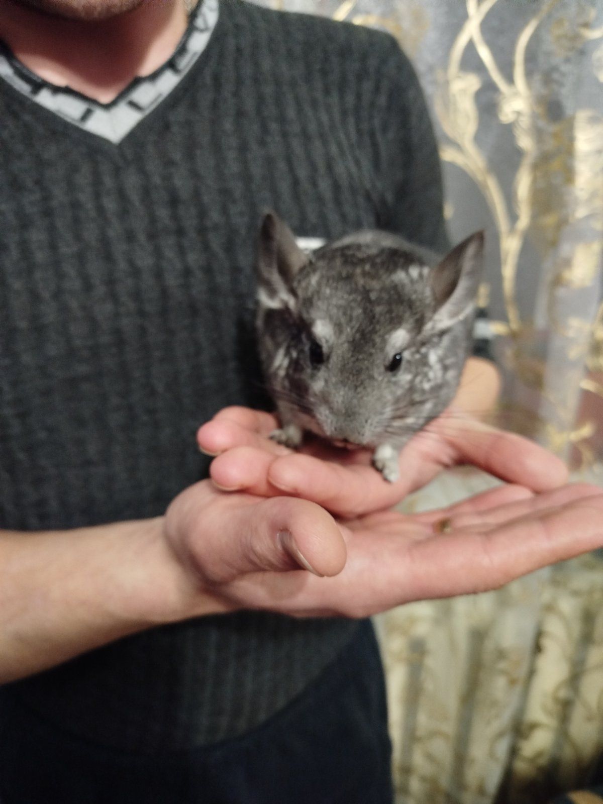 Шиншила