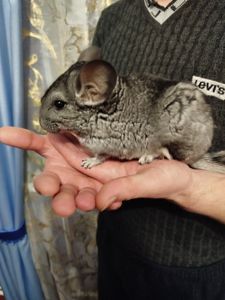 Шиншила