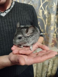 Шиншила