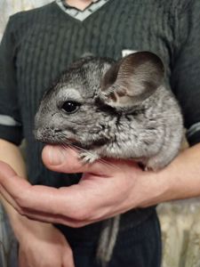 Шиншила
