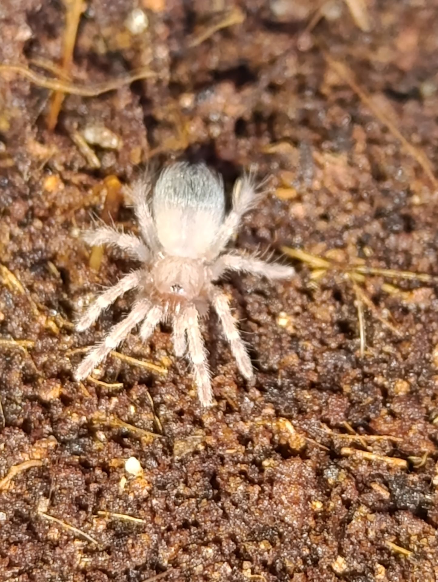 Паук птицеед Brachypelma boehmei для новачків малюки