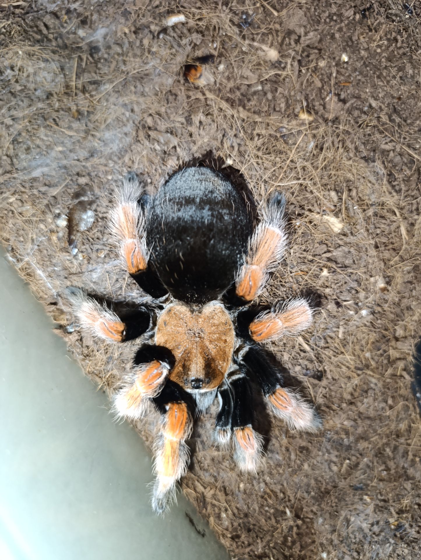Паук птицеед Brachypelma boehmei для новачків малюки