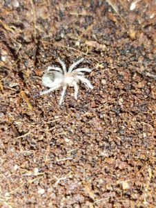 Паук птицеед Brachypelma boehmei для новачків малюки