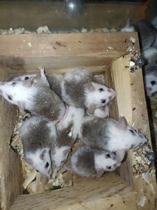 Мастоміс, натальська криса, мастомисы, кормові миші