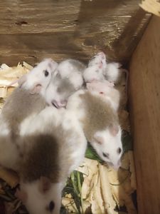 Мастоміс, натальська криса, мастомисы, кормові миші