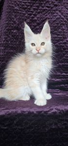 Мальчик Рафаэль мейн кун