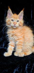 Абрикос мальчик мейн кун