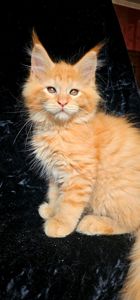 Мальчик Ван Гог мейн кун