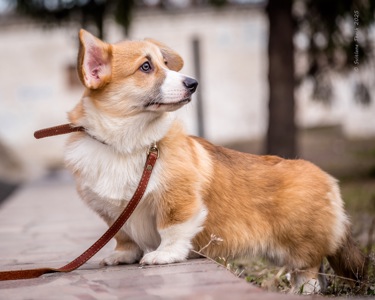 Цуценята Коргі