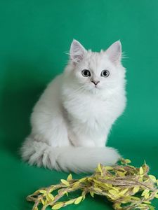 Британський сріблястий хлопчик