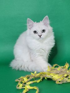 Британський сріблястий хлопчик