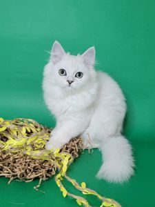 Британський сріблястий хлопчик