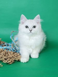 Милий британський хлопчик в сріблястому забарвленні