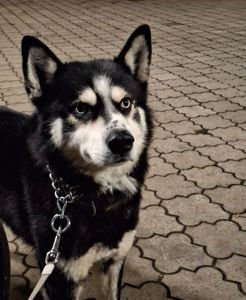 Вязка, пошук сучки