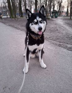 Вязка, пошук сучки