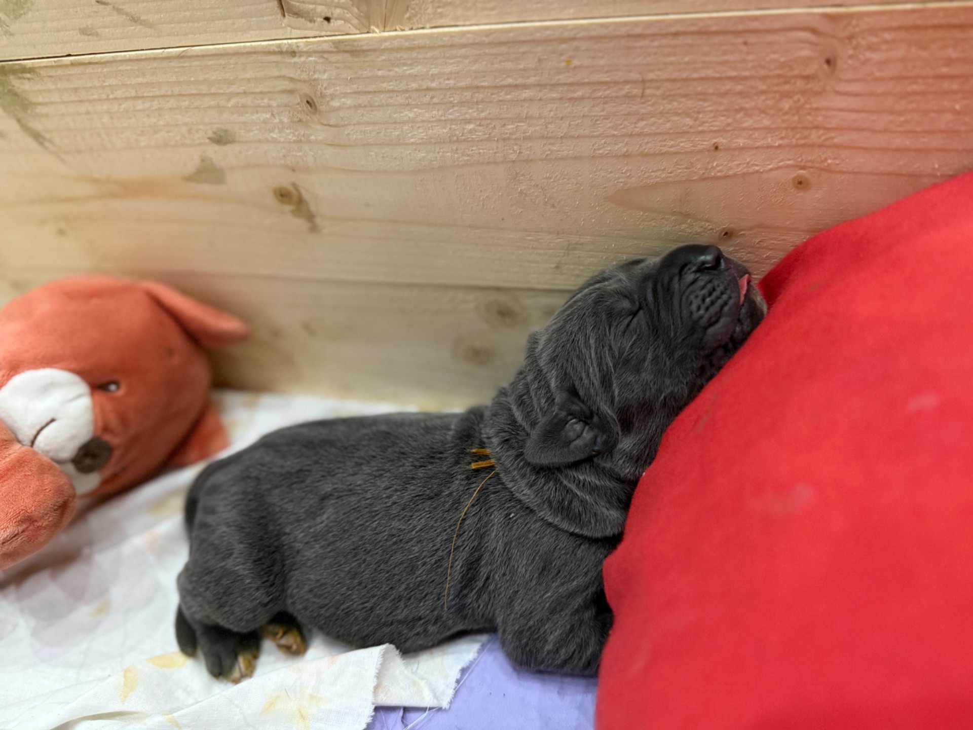 Цуценята. Кане Корсо. Резерв