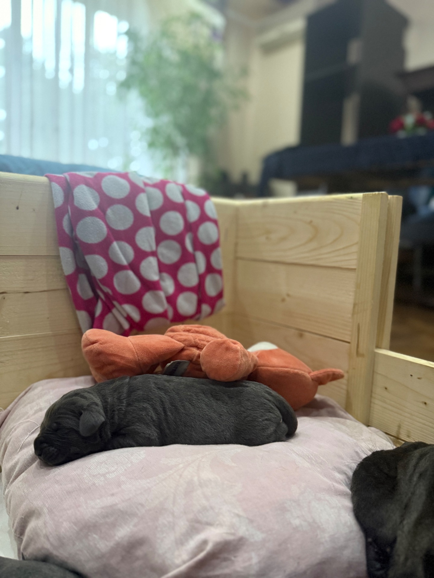 Цуценята. Кане Корсо. Резерв