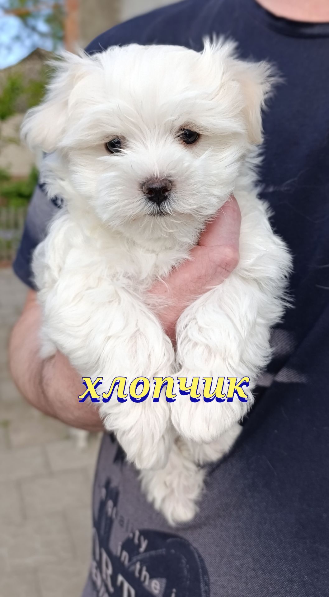 Цуценята мальтійської болонки