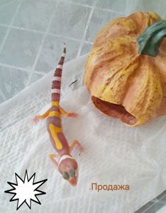 Еублефар